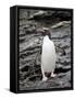 Macaroni Penguin, Royal Bay, South Georgia, Polar Regions-James Hager-Framed Stretched Canvas