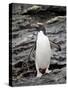 Macaroni Penguin, Royal Bay, South Georgia, Polar Regions-James Hager-Stretched Canvas