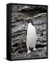 Macaroni Penguin, Royal Bay, South Georgia, Polar Regions-James Hager-Framed Stretched Canvas