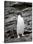 Macaroni Penguin, Royal Bay, South Georgia, Polar Regions-James Hager-Stretched Canvas