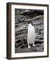 Macaroni Penguin, Royal Bay, South Georgia, Polar Regions-James Hager-Framed Photographic Print