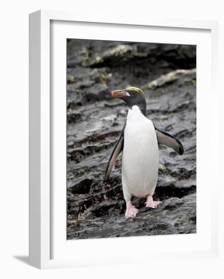 Macaroni Penguin, Royal Bay, South Georgia, Polar Regions-James Hager-Framed Photographic Print