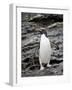 Macaroni Penguin, Royal Bay, South Georgia, Polar Regions-James Hager-Framed Photographic Print