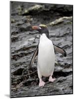 Macaroni Penguin, Royal Bay, South Georgia, Polar Regions-James Hager-Mounted Photographic Print