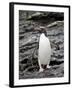 Macaroni Penguin, Royal Bay, South Georgia, Polar Regions-James Hager-Framed Photographic Print