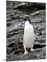 Macaroni Penguin, Royal Bay, South Georgia, Polar Regions-James Hager-Mounted Photographic Print