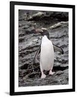 Macaroni Penguin, Royal Bay, South Georgia, Polar Regions-James Hager-Framed Photographic Print