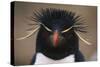 Macaroni Penguin-DLILLC-Stretched Canvas