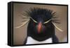 Macaroni Penguin-DLILLC-Framed Stretched Canvas