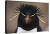 Macaroni Penguin-DLILLC-Stretched Canvas