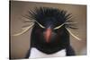 Macaroni Penguin-DLILLC-Stretched Canvas