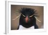 Macaroni Penguin-DLILLC-Framed Photographic Print