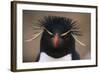 Macaroni Penguin-DLILLC-Framed Photographic Print