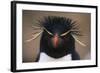 Macaroni Penguin-DLILLC-Framed Photographic Print