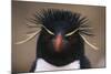 Macaroni Penguin-DLILLC-Mounted Photographic Print