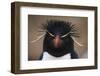 Macaroni Penguin-DLILLC-Framed Photographic Print