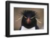 Macaroni Penguin-DLILLC-Framed Photographic Print