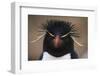 Macaroni Penguin-DLILLC-Framed Photographic Print