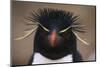 Macaroni Penguin-DLILLC-Mounted Photographic Print