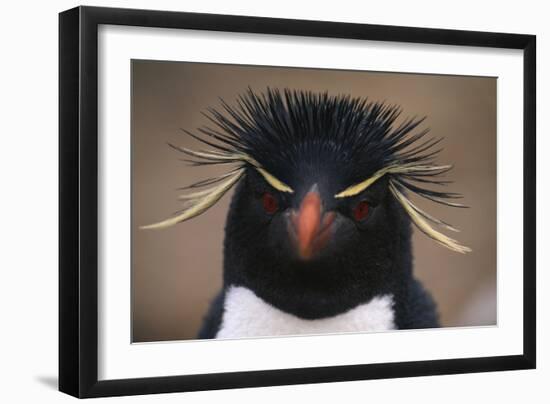 Macaroni Penguin-DLILLC-Framed Photographic Print