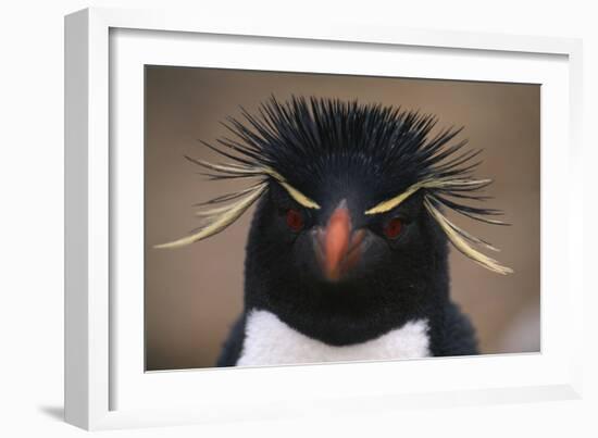 Macaroni Penguin-DLILLC-Framed Photographic Print