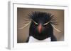 Macaroni Penguin-DLILLC-Framed Photographic Print