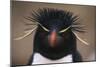 Macaroni Penguin-DLILLC-Mounted Photographic Print