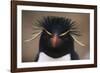 Macaroni Penguin-DLILLC-Framed Photographic Print