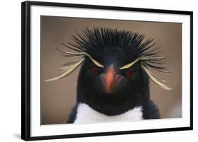 Macaroni Penguin-DLILLC-Framed Photographic Print