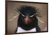 Macaroni Penguin-DLILLC-Framed Photographic Print