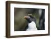 Macaroni Penguin-DLILLC-Framed Photographic Print