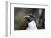 Macaroni Penguin-DLILLC-Framed Photographic Print