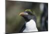 Macaroni Penguin-DLILLC-Mounted Photographic Print