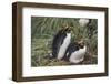 Macaroni Penguin-DLILLC-Framed Photographic Print