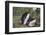 Macaroni Penguin-DLILLC-Framed Photographic Print