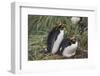 Macaroni Penguin-DLILLC-Framed Photographic Print