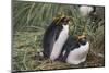 Macaroni Penguin-DLILLC-Mounted Photographic Print