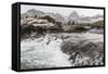 Macaroni Penguins (Eudyptes Chrysolophus) Returning to Breeding Colony in Cooper Bay, Polar Regions-Michael Nolan-Framed Stretched Canvas