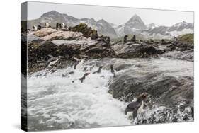 Macaroni Penguins (Eudyptes Chrysolophus) Returning to Breeding Colony in Cooper Bay, Polar Regions-Michael Nolan-Stretched Canvas