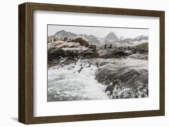 Macaroni Penguins (Eudyptes Chrysolophus) Returning to Breeding Colony in Cooper Bay, Polar Regions-Michael Nolan-Framed Photographic Print