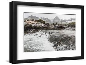 Macaroni Penguins (Eudyptes Chrysolophus) Returning to Breeding Colony in Cooper Bay, Polar Regions-Michael Nolan-Framed Photographic Print