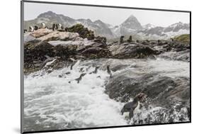 Macaroni Penguins (Eudyptes Chrysolophus) Returning to Breeding Colony in Cooper Bay, Polar Regions-Michael Nolan-Mounted Photographic Print