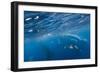 Macaroni Penguins in Diego Ramirez Islands, Chile-Paul Souders-Framed Photographic Print