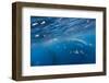 Macaroni Penguins in Diego Ramirez Islands, Chile-Paul Souders-Framed Photographic Print