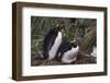 Macaroni Penguins Nesting in Grass-DLILLC-Framed Photographic Print