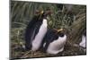 Macaroni Penguins Nesting in Grass-DLILLC-Mounted Photographic Print