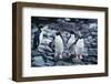 Macaroni Penguins on Rocks-DLILLC-Framed Photographic Print