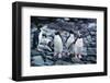 Macaroni Penguins on Rocks-DLILLC-Framed Photographic Print