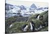 Macaroni Penguins Resting on the Shore-DLILLC-Stretched Canvas