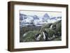 Macaroni Penguins Resting on the Shore-DLILLC-Framed Photographic Print